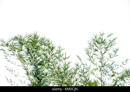 Bamboo leaves isolated on white background. Stock Photo
