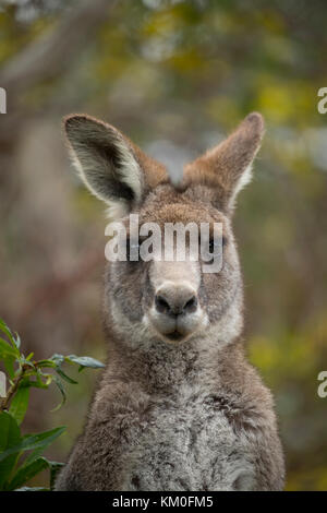 Eastern grey kangaroo (Macropus giganteus) adult, Anglesea, Victoria, Australia Stock Photo