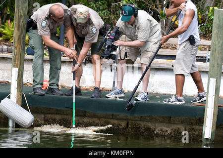 American crocodile, Crocodylus acutus, being captured by Florida Fish and Wildlife officers in a residential Florida Keys canal for relocation. Stock Photo