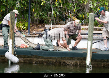 American crocodile, Crocodylus acutus, being captured by Florida Fish and Wildlife officers in a residential Florida Keys canal for relocation. Stock Photo