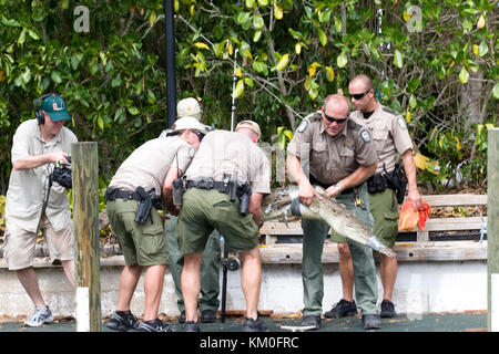 American crocodile, Crocodylus acutus, being captured by Florida Fish and Wildlife officers in a residential Florida Keys canal for relocation. Stock Photo