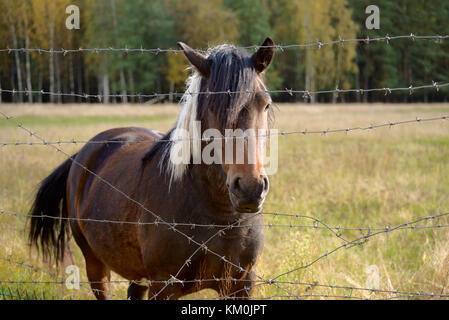 Bay horse behind a fence of barbed wire Stock Photo