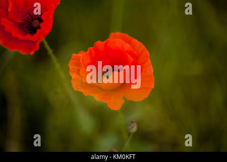 Beautiful red field poppy closeup Stock Photo