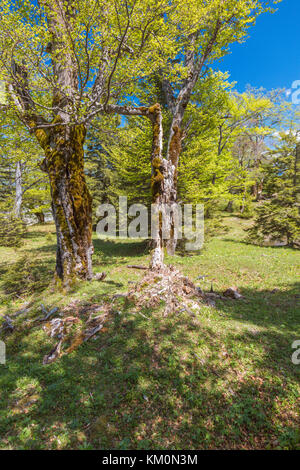 Forest, Heimmoseralm, Hinterwildalpen, Wildalpen, Alps, Styria, Austria Stock Photo