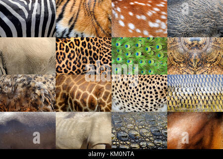 Collection of many real wild animals skin furs Stock Photo - Alamy