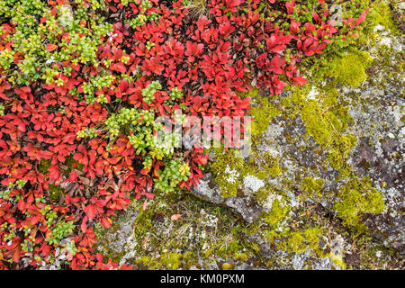 Bearberry in autumn. Fall colors - ruska time in Lapland. Finland, Nordic countries in Europe