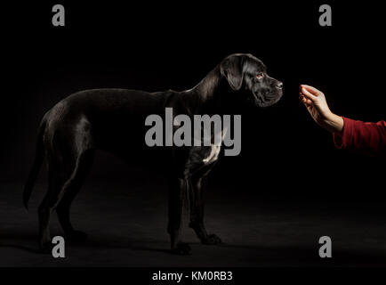 Portrait of a Cane Corso dog breed on a black background. Italian mastiff puppy eating from the hand. Stock Photo