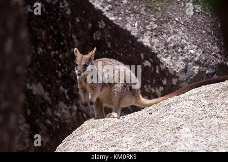 Mareeba rock wallaby with joey in pouch inhabiting granite boulder area in Queensland Australia Stock Photo