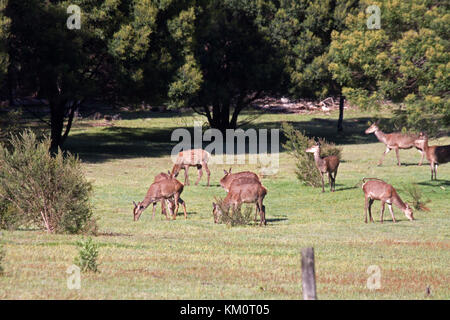 A herd of naturalised red deer hinds browsing at forest edge in Grampians National Park Victoria Australia. Introduced many years ago. Stock Photo