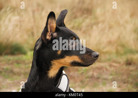 A young, five-month-old Polish Mongrel dog , femaleis looking sideways.She has a black coat with brown symmetrical patches Horizontal view Stock Photo