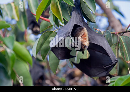 Spectacled flying fox with young in colony in Cairns Queensland Australia Stock Photo