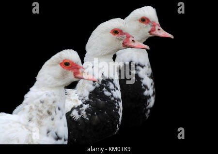 Head three ducks on a black background (focus on the center) Stock Photo