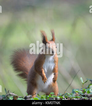 Red forest squirrel playing outdoors. Stock Photo