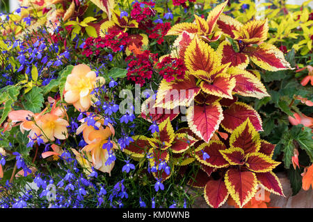 Close up of a very colourful display of  summer flowers and foliage planted in a container, England, UK Stock Photo