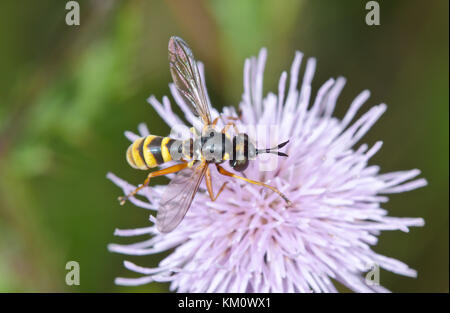 Conops quadrifasciatus (Four-banded Beegrabber) in Sussex, UK Stock Photo