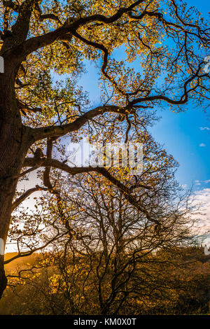 Sun setting behind a tree. Stock Photo