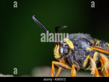 Head of Lunar Hornet Clearwing Moth (Sesia bembeciformis) - Sussex, UK Stock Photo