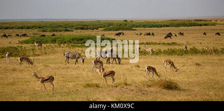 a lot of animals in the savannah in Kenya Stock Photo