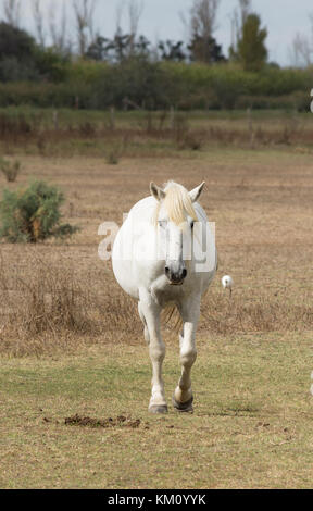 A single Camargue horse walking through a grassy field toward the camera with a cattle egret in the background. Shallow depth of field. Stock Photo