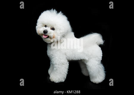 beautiful bichon frisee dog Stock Photo