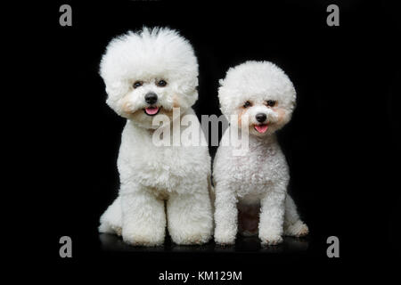 beautiful bichon frisee dogs Stock Photo