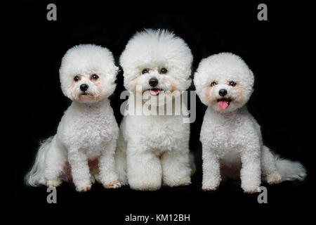 beautiful bichon frisee dogs Stock Photo