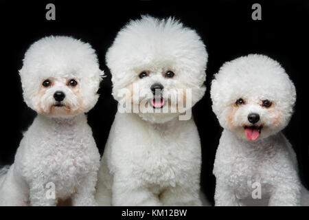 beautiful bichon frisee dogs Stock Photo