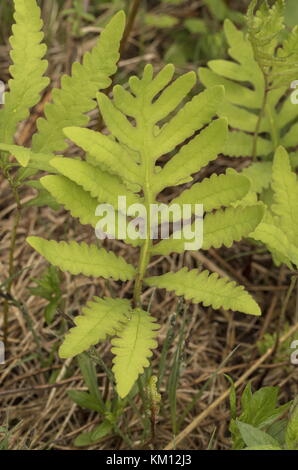 Fronds of Sensitive fern, Onoclea sensibilis, in summer, Newfoundland. Stock Photo