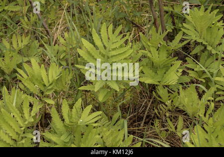 Fronds of Sensitive fern, Onoclea sensibilis, in summer, Newfoundland. Stock Photo