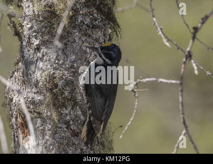 Male Black-backed woodpecker, Picoides arcticus,  on spruce tree, Newfoundland. Stock Photo