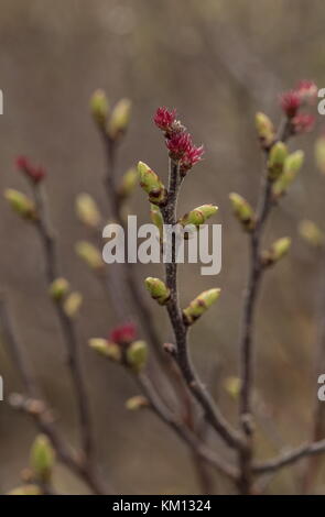 Female catkins of Bog-myrtle, Myrica gale, in early spring. Stock Photo