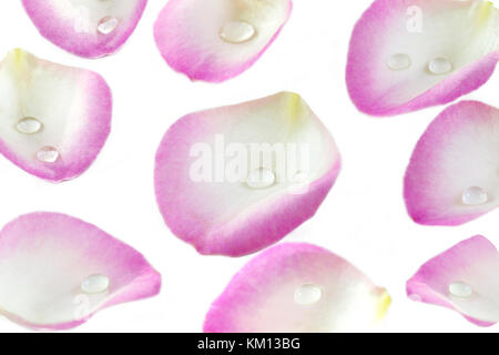 Several pink rose petals on the white background seen from above  Stock Photo