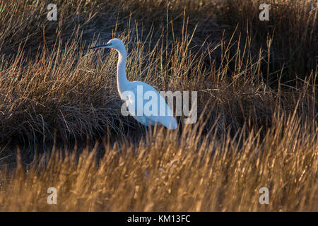 Little Egret in the Salt marshes on the Solent, Hampshire Stock Photo