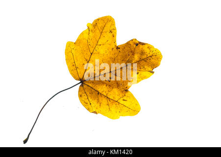 Yellow leaf of a maple tree in autumn colouring white isolated Stock Photo