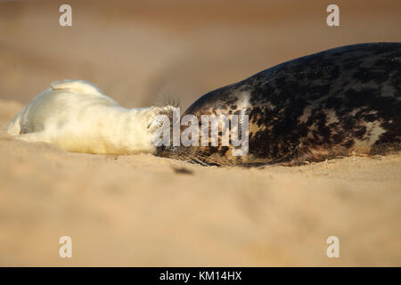 Grey seal mum and pup sleeping on the beach Stock Photo