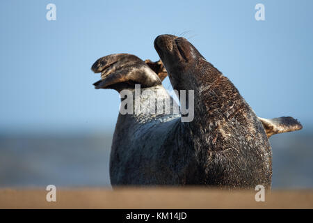 Grey seal bull posing on the beach Stock Photo