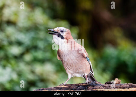 Jay foraging in local woodlands Stock Photo