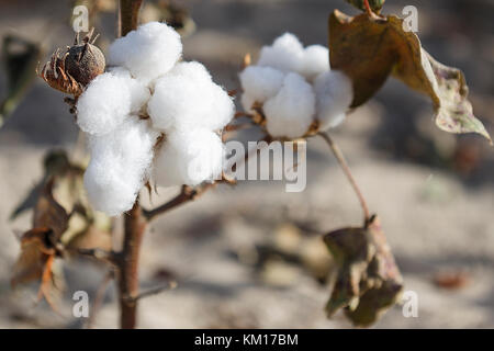 Fiber cotton in a field in full harvest, near Charkilik-Ruoqiang, China. Stock Photo