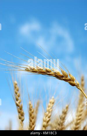 Wisps of Wheat Stock Photo