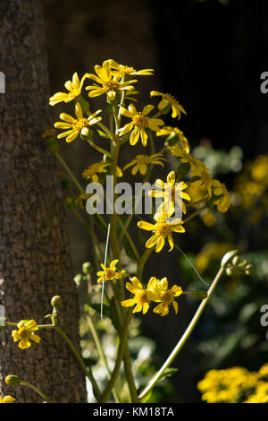 Farfugium Japonicum - Ligularia Tussilaginea Stock Photo