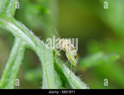 A Tarnished Plant Bug (Lygus pratensis) - Miridae - in Sussex, UK Stock Photo