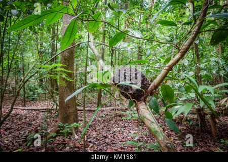 Termite mound on tree in the forest Stock Photo