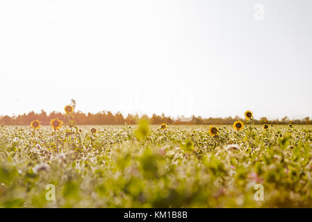 The early morning sun rising of a crop field with some tall sunflowers soaking up the sun rays. Stock Photo