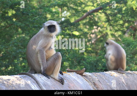 Wild monkey Udaipur India Stock Photo