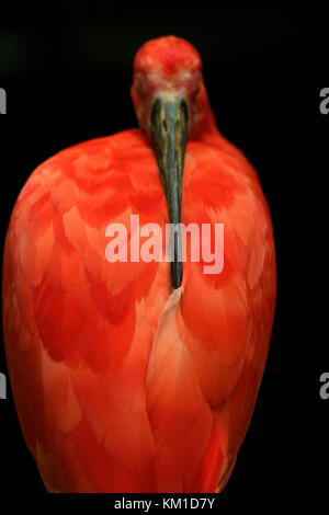 Close-up of scarlet ibis Stock Photo