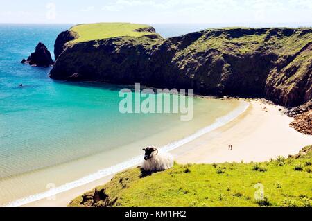 Sheep on cliff above the Silver Strand at Malin Beg, south of Glencolumbkille, County Donegal. West end of Slieve League cliffs Stock Photo