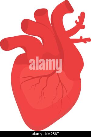 Human heart icon, flat style. Internal organs symbol. Anotomy, cardiology, concept. Isolated on white background. Vector illustration. Stock Vector