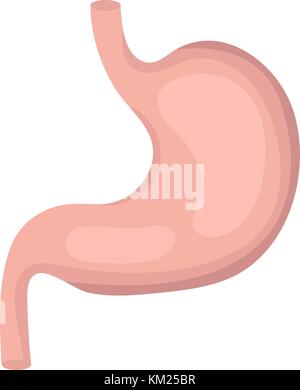 Stomach icon, flat style. Internal organs of the human design element, logo. Anatomy, medicine concept. Digestion. Digestive tract, system. Healthcare. Isolated on white background. Vector illustr. Stock Vector