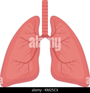 Lungs icon, flat style. Internal organs of the human design element, logo. Anatomy, medicine concept. Healthcare. Isolated on white background. Vector illustration. Stock Vector