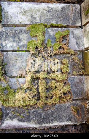 Partially dead and dry moss growing on an old stone wall in a corner angle in a close up view Stock Photo